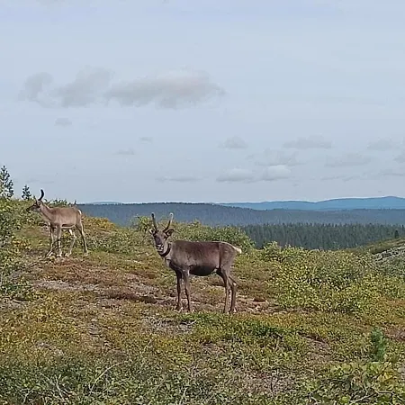 Pikkulaavu * Saariselka